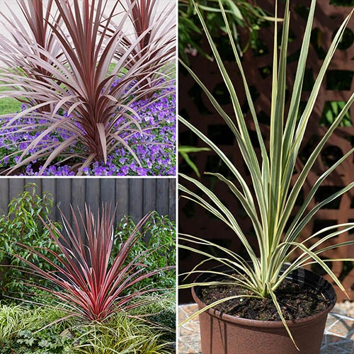 Cordyline Evergreen Collection 1 Cordyline Evergreen Collection