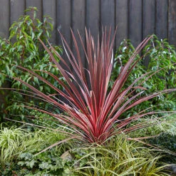 Cordyline Evergreen Collection 6 Cordyline Evergreen Collection -Garden Centre Store 680290 2