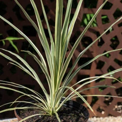 Cordyline Evergreen Collection 7 Cordyline Evergreen Collection -Garden Centre Store 680290 3