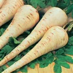 Root Vegetable Seed Collection -Garden Centre Store 700050 2