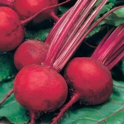 Root Vegetable Seed Collection -Garden Centre Store 700050 3