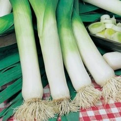 Greens Vegetable Seed Collection -Garden Centre Store 700051 2