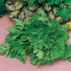 Herb Seed Collection -Garden Centre Store 700052 3