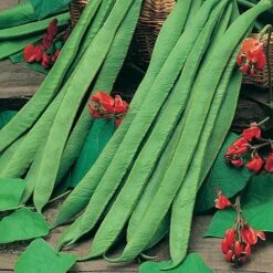 Bean Seed Collection -Garden Centre Store 700053 2