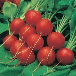 Salad Seed Collection 7 Salad Seed Collection -Garden Centre Store 700054 2