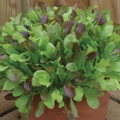Salad Seed Collection 8 Salad Seed Collection -Garden Centre Store 700054 3