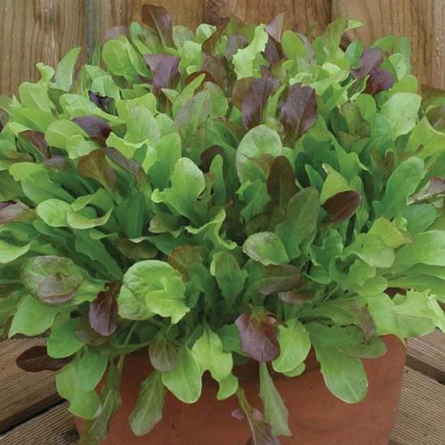 Salad Seed Collection 4 Salad Seed Collection - Image 4