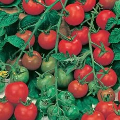 Salad Seed Collection 9 Salad Seed Collection -Garden Centre Store 700054 4