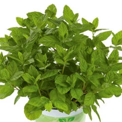 Herb Collection 9 Herb Collection -Garden Centre Store 750060 2