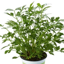Herb Collection 11 Herb Collection -Garden Centre Store 750060 4