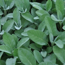 Herb Collection 13 Herb Collection -Garden Centre Store 750060 6