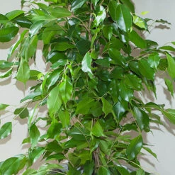Ficus Benjamina Exotica 'Weeping Fig' -Garden Centre Store 800104 2
