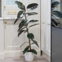 Rubber Plant Ficus Elastica 'Robusta' -Garden Centre Store 800105 2