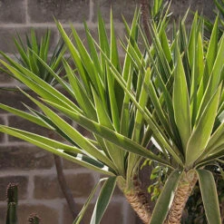 Yucca 2 Stem 45/20cm In 17cm Pot 70cm Tall -Garden Centre Store 800106 3