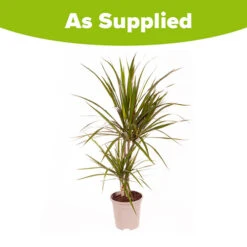 Dracaena Marginata -Garden Centre Store 800107 2