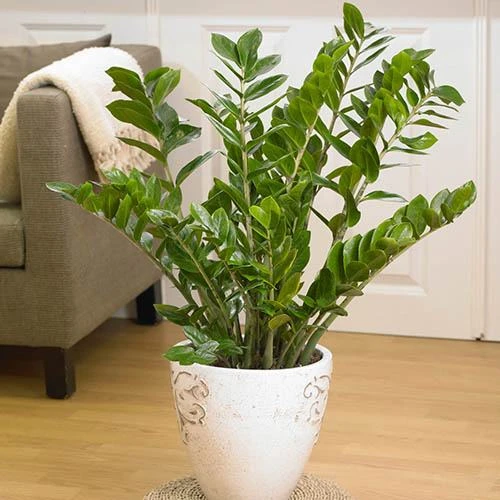 Zamioculcas Zamiifolia 'ZZ Plant' 2 Zamioculcas Zamiifolia 'ZZ Plant' - Image 2