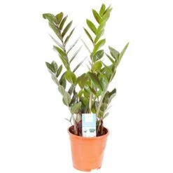 Zamioculcas Zamiifolia 'ZZ Plant' 5 Zamioculcas Zamiifolia 'ZZ Plant' -Garden Centre Store 800108 2