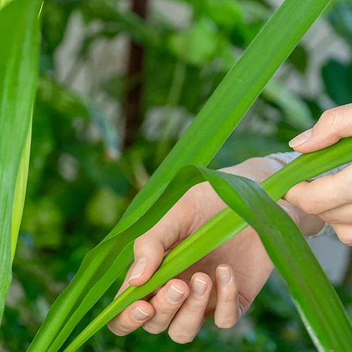 Yucca Elephantipes 2 Yucca Elephantipes - Image 2