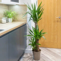 Yucca Elephantipes 5 Yucca Elephantipes -Garden Centre Store 800109 2