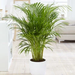 Areca Palm (Dypsis Lutescens) -Garden Centre Store 800111 3