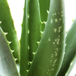 Aloe Vera -Garden Centre Store 800113 2