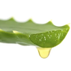 Aloe Vera -Garden Centre Store 800113 3
