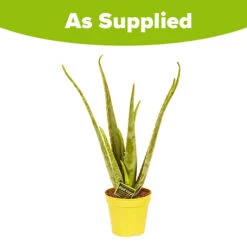 Aloe Vera -Garden Centre Store 800113 4