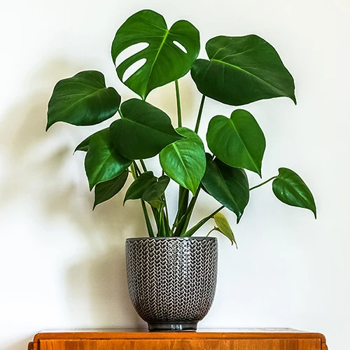 'Swiss Cheese Plant' Monstera Deliciosa 1 'Swiss Cheese Plant' Monstera Deliciosa