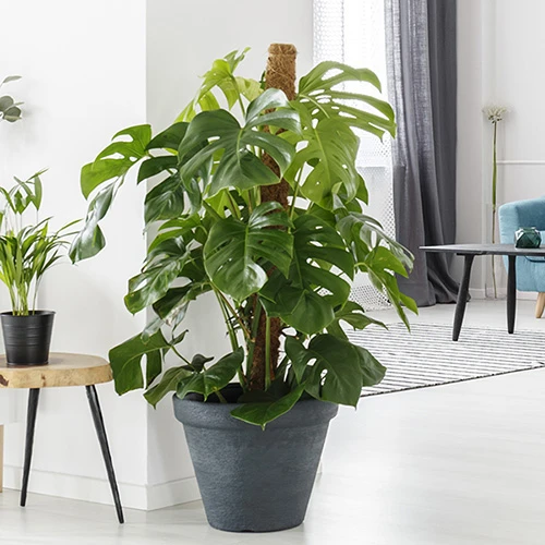 'Swiss Cheese Plant' Monstera Deliciosa 2 'Swiss Cheese Plant' Monstera Deliciosa - Image 2