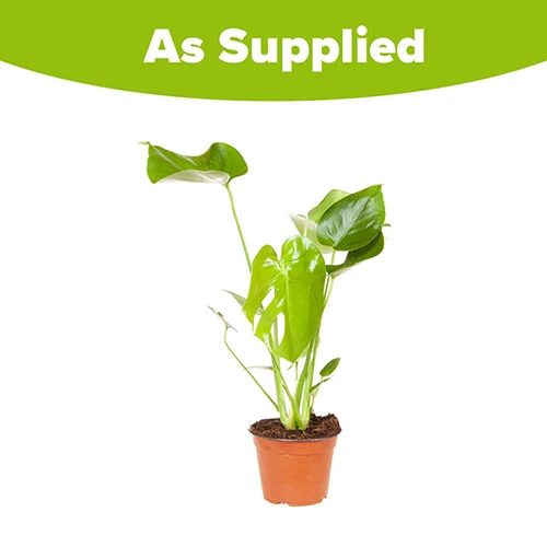 'Swiss Cheese Plant' Monstera Deliciosa 3 'Swiss Cheese Plant' Monstera Deliciosa - Image 3