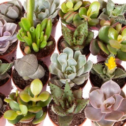 Indoor Succulents Mix -Garden Centre Store 800130 2