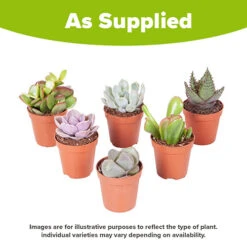 Indoor Succulents Mix -Garden Centre Store 800130 3