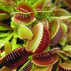 Venus Fly Trap -Garden Centre Store 800155 2