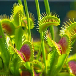 Venus Fly Trap -Garden Centre Store 800155 3