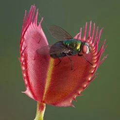 Venus Fly Trap -Garden Centre Store 800155 4