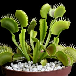 Venus Fly Trap -Garden Centre Store 800155 5