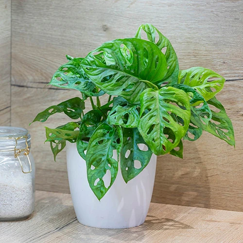 Monstera Monkey Leaf 2 Monstera Monkey Leaf - Image 2