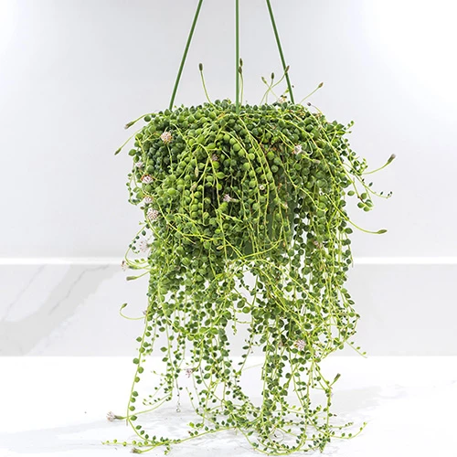 String Of Beads (Senecio Rowleyanus) 2 String Of Beads (Senecio Rowleyanus) - Image 2