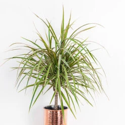 Houseplant Mix 3 Plants -Garden Centre Store 800196 2