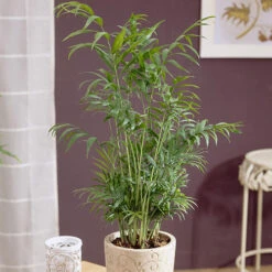 Houseplant Mix 3 Plants -Garden Centre Store 800196 3