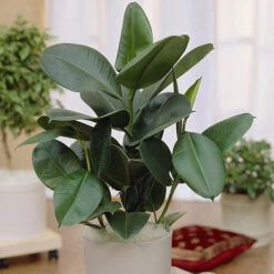 Houseplant Mix 3 Plants -Garden Centre Store 800196 4