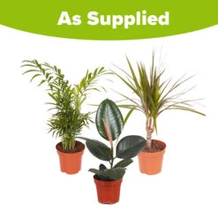 Houseplant Mix 3 Plants -Garden Centre Store 800196 5