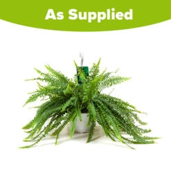 Nephrolepis Exaltata 'Sonata' (Boston Fern) -Garden Centre Store 800200 2