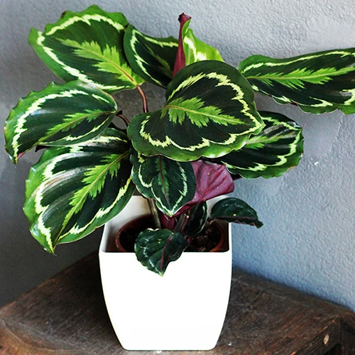 Prayer Plant Calathea 'Medallion' 3 Prayer Plant Calathea 'Medallion' - Image 3