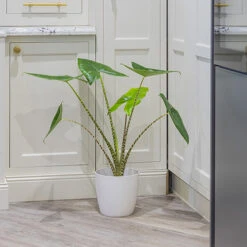 Alocasia Zebrina -Garden Centre Store 800237 2