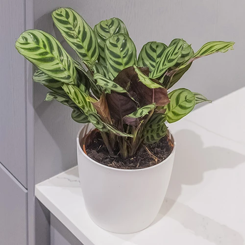 Ctenanthe Burle-marxii 2 Ctenanthe Burle-marxii - Image 2