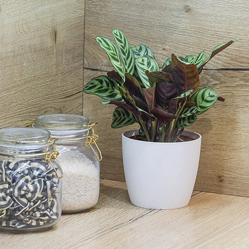 Ctenanthe Burle-marxii 4 Ctenanthe Burle-marxii - Image 4