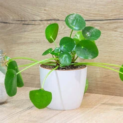 Chinese Money Plant -Garden Centre Store 800263 2