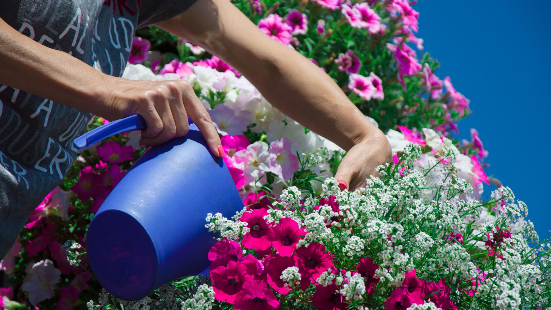 Garden Centre Store -Garden Centre Store undated stock photo woman watering 1009825942